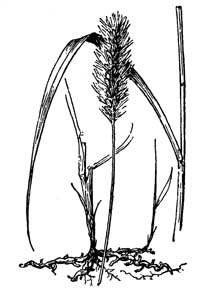 Knotroot Bristlegrass, Knotroot Foxtail /
Setaria parviflora (Syn. Setaria geniculata)